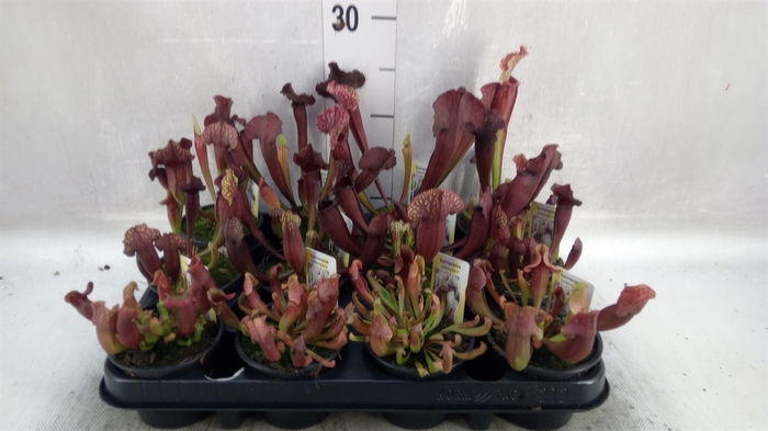 <h4>Sarracenia   ...</h4>