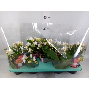 Phalaenopsis multi. 'Ant Nazare'