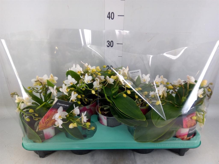 <h4>Phalaenopsis multi. 'Ant Nazare'</h4>