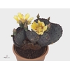 Opuntia azurea