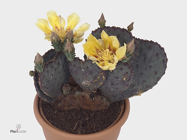 Opuntia azurea
