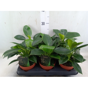 Philodendron  'Green Princess'