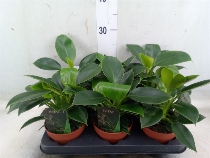 <h4>Philodendron  'Green Princess'</h4>