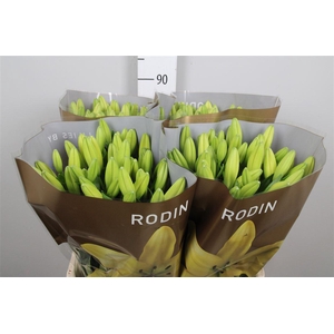 Li La Rodin