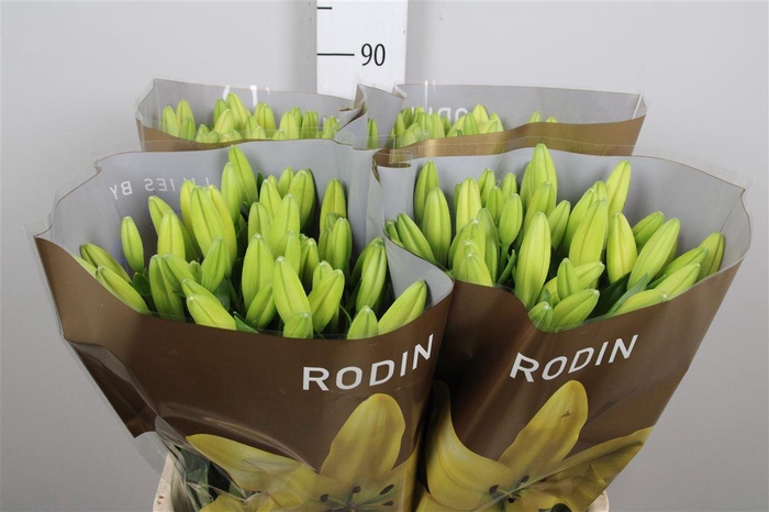 <h4>Li La Rodin</h4>