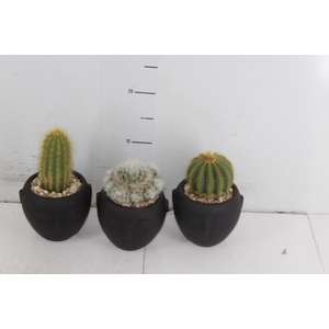 COQ. PLANTAS ORN. T1