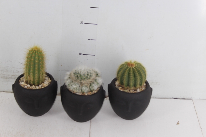 COQ. PLANTAS ORN. T1