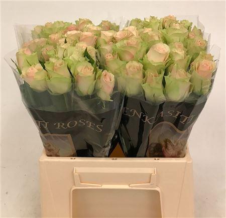 <h4>R Gr La Belle</h4>