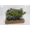 PIMENTA KARNEVAL RED P14 VERMELHO