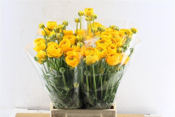 <h4>Ran Aazur Yellow</h4>