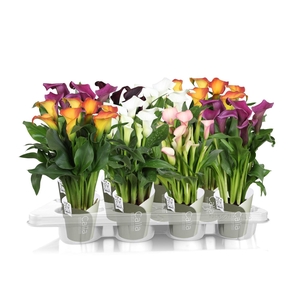 Zantedeschia gemengd SoHappyCalla mix met groene potcover