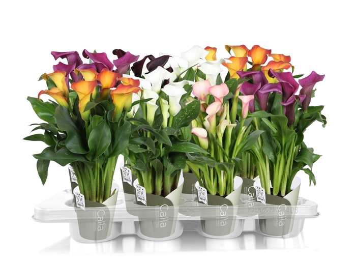 <h4>Zantedeschia gemengd SoHappyCalla mix met groene potcover</h4>