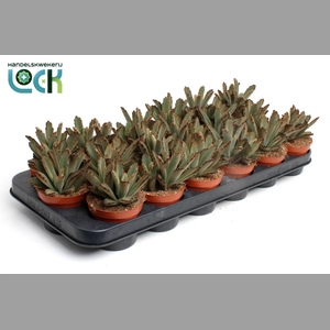 KALANCHOE TOMENTOSA