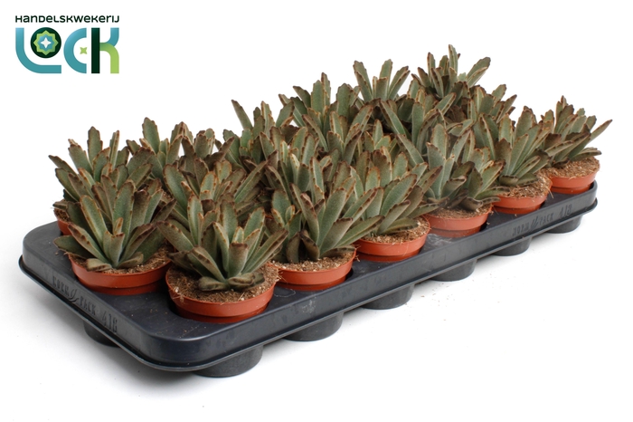 <h4>Kalanchoe Tomentosa Aida</h4>