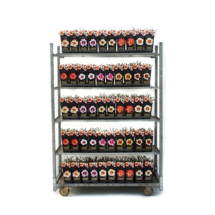 <h4>Babylon Eyes Roses 2L</h4>