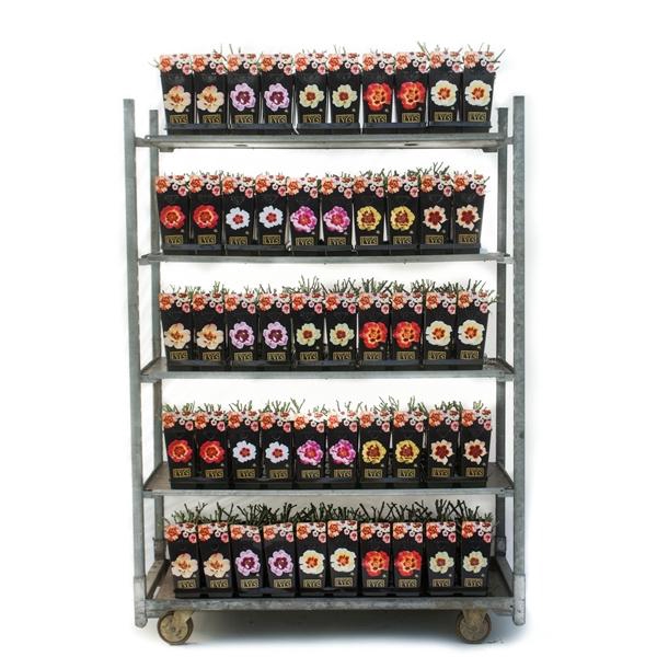 Babylon Eyes Roses 2L