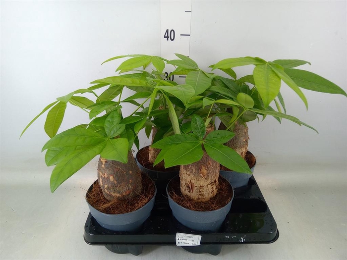 <h4>Pachira aquatica</h4>