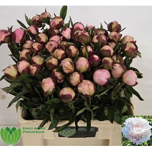 Paeo L Gardenia