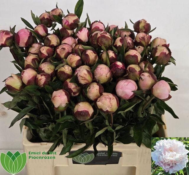<h4>Paeo L Gardenia</h4>