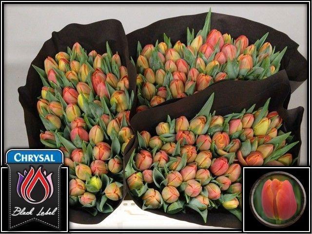 <h4>TU DU ICOON</h4>