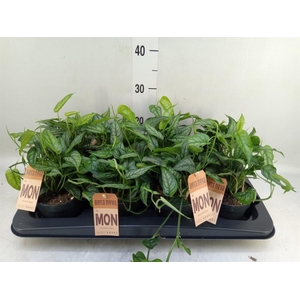 Monstera siltepecana