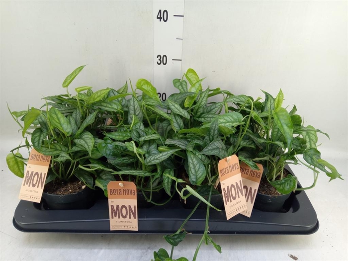 <h4>Monstera siltepecana</h4>