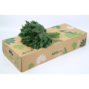 Aralia