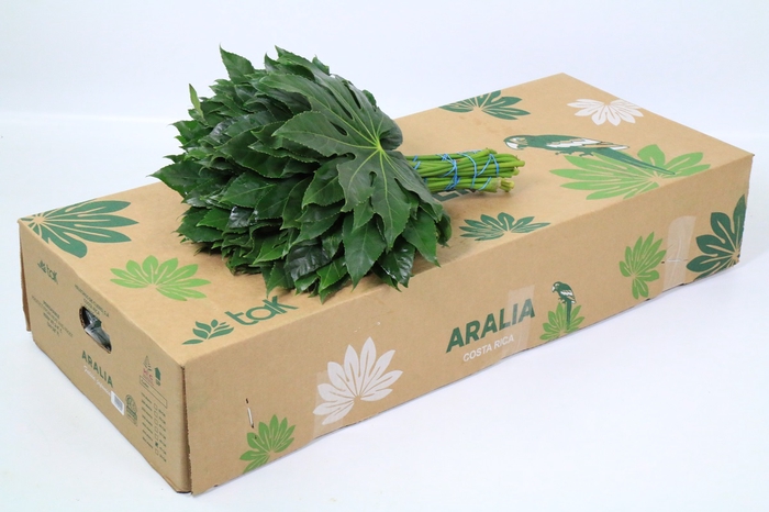 <h4>Aralia</h4>