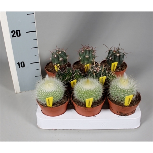 <h4>Cactus 8,5 cm luxe bollenmix op rij met naametiket</h4>