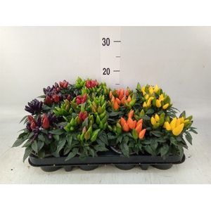 Capsicum annuum 'Salsa'   ...mix