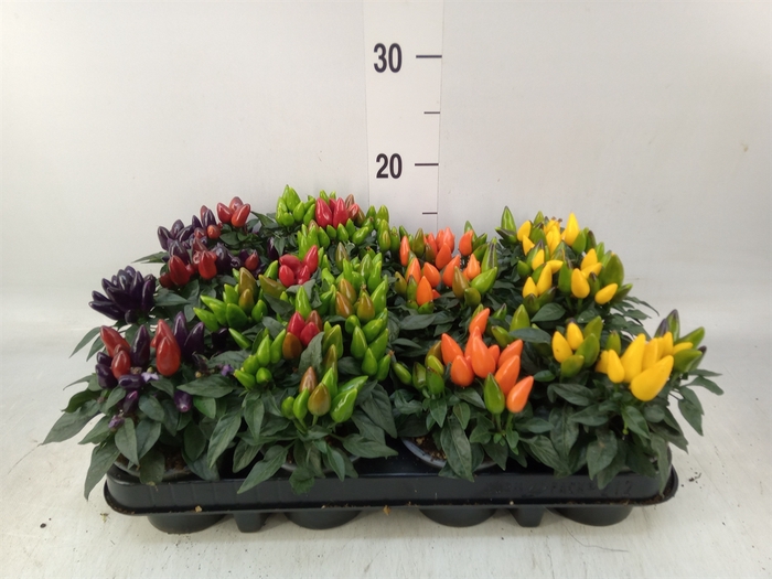 <h4>Capsicum annuum 'Salsa'   ...mix</h4>