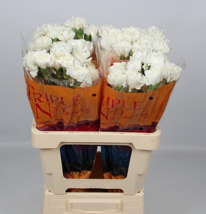 <h4>Di St Antarctica</h4>