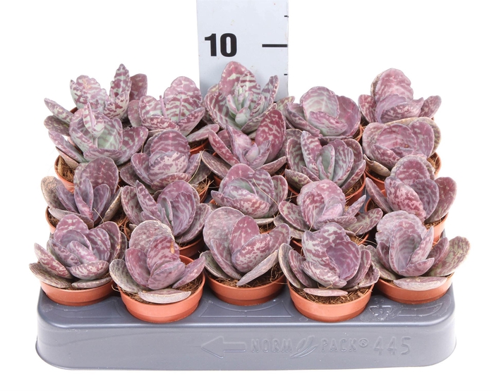 <h4>Kalanchoe NF ...</h4>