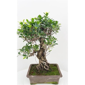 Ficus retusa, pot 40cm. Height 85cm.( single item)