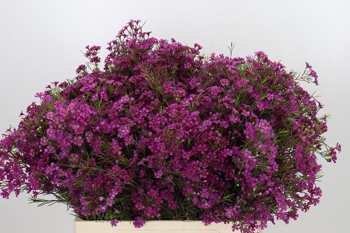 <h4>Chamelaucium Purple Rain</h4>