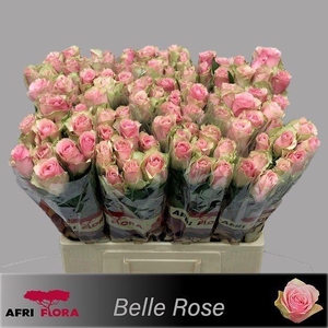 R GR BELLE ROSE