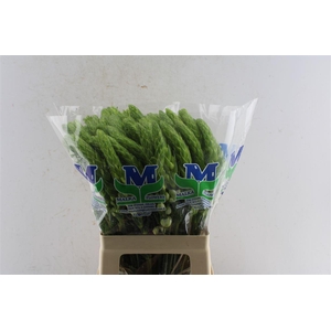 Ornithogalum Thy Milky Way White