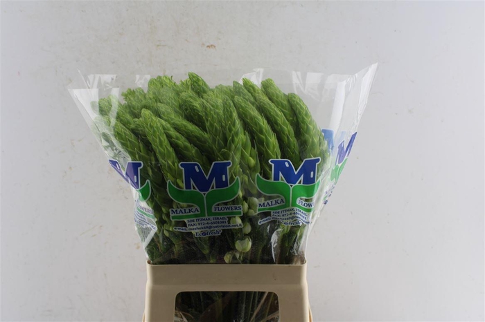 <h4>Ornithogalum Thy Milky Way White</h4>