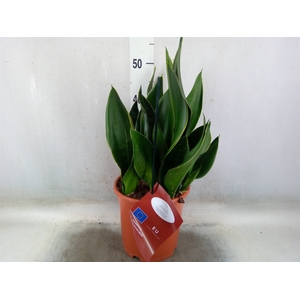 Sansevieria trifa.   ...