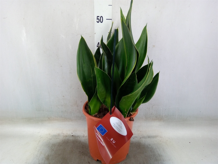 <h4>Sansevieria trifa.   ...</h4>