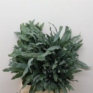 Cyrtomium Fortunei