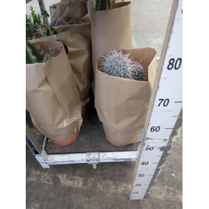 Cactus   ...