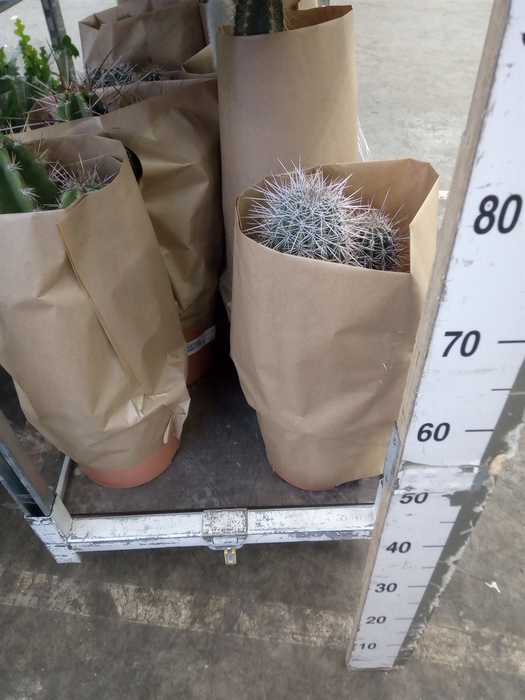 <h4>Cactus   ...</h4>