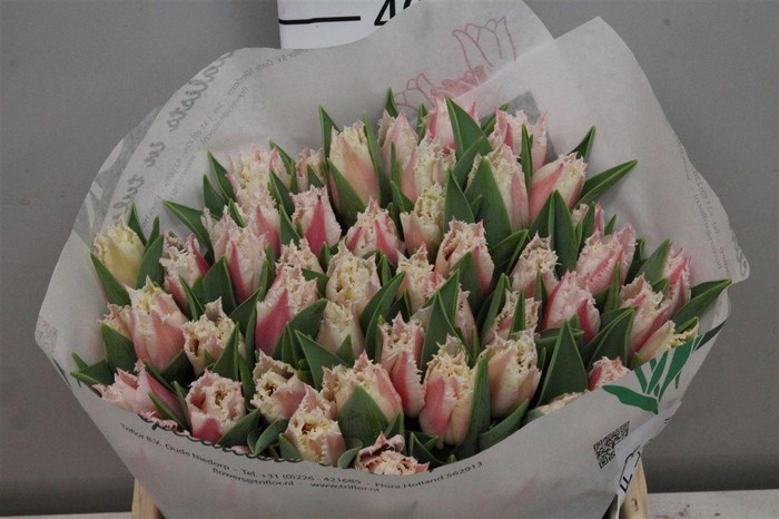 <h4>Tu Fr Bell Song</h4>