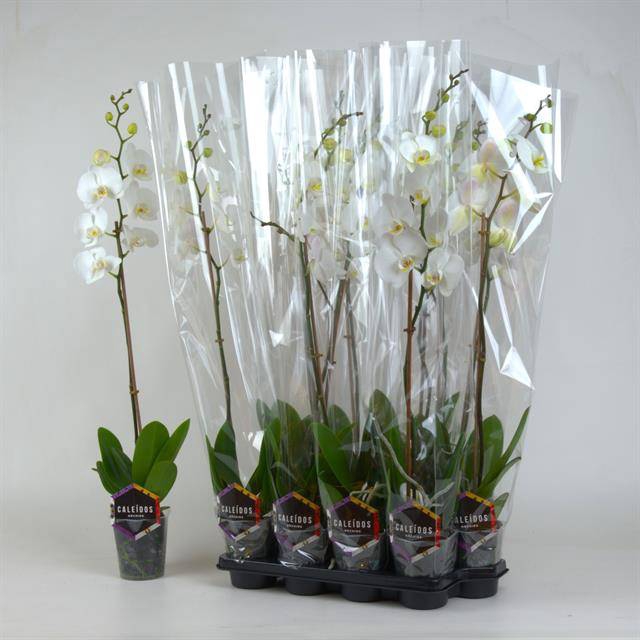 <h4>PHAL OV WIT</h4>