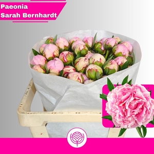 PAEO L SARA BERNHARD