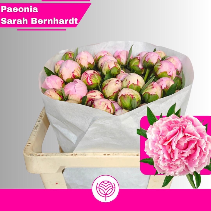 <h4>PAEO L SARA BERNHARD</h4>