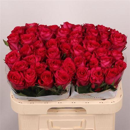 <h4>R Gr Madam Cerise B1</h4>