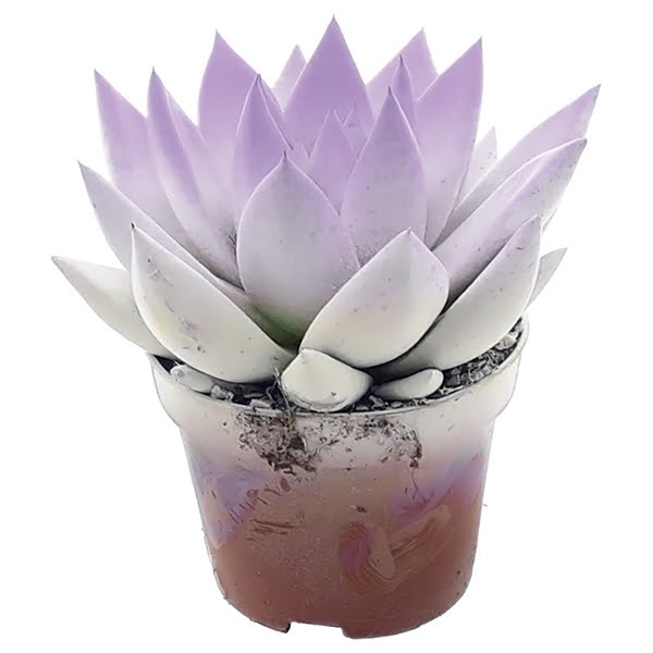 <h4>Echeveria bicoloured white/pastel purple</h4>