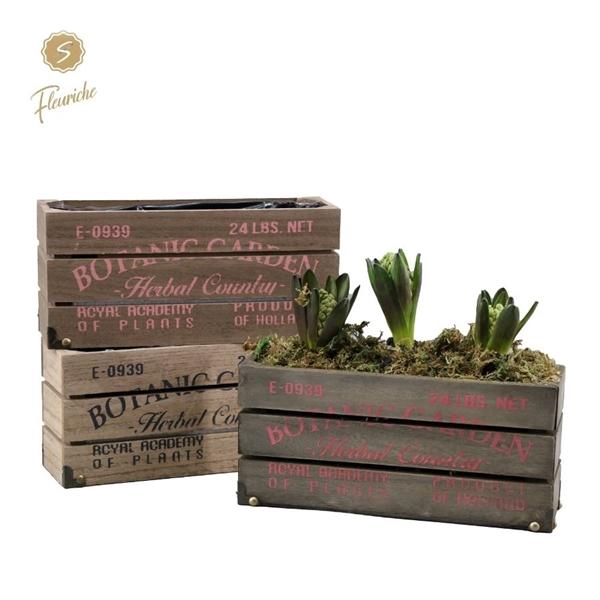 <h4>(3907) Hyacint Botanic Garden 3PP Mos</h4>